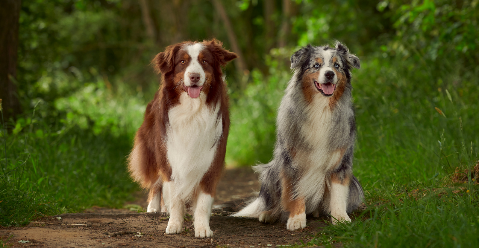 Australian shepherd hot sale with other dogs